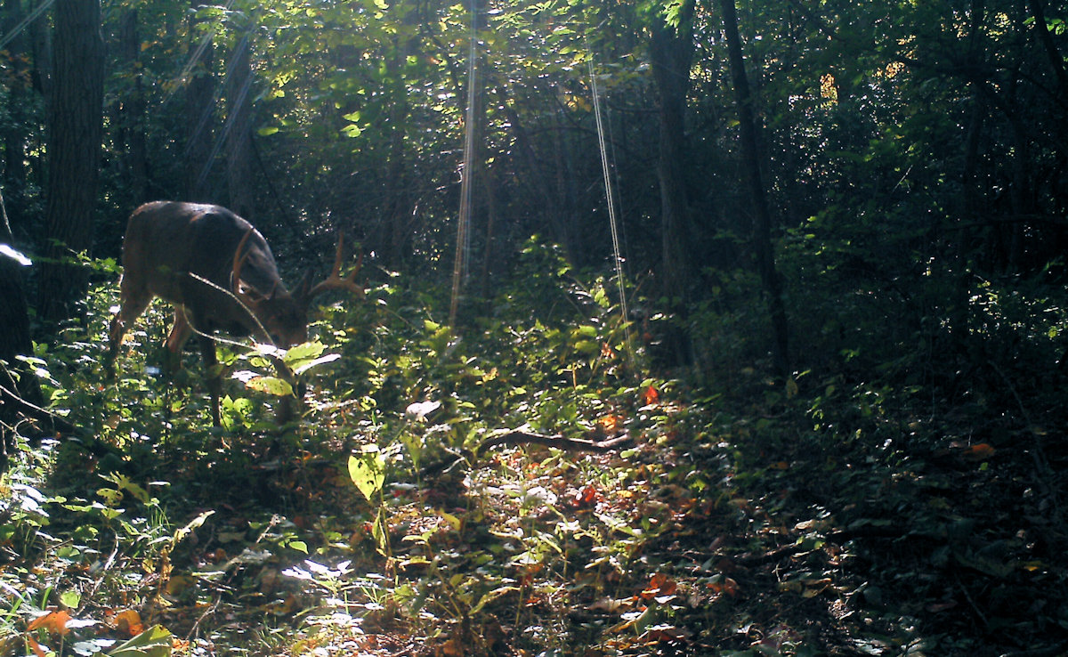 Trail Cam Photo