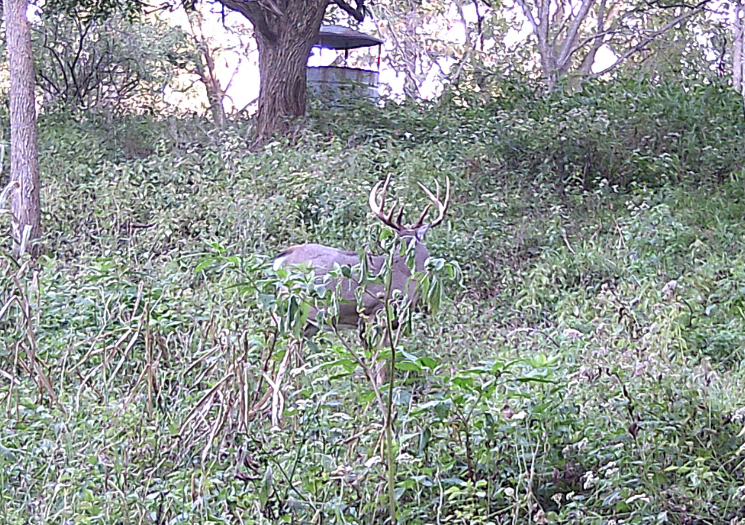 Trail Cam Photo