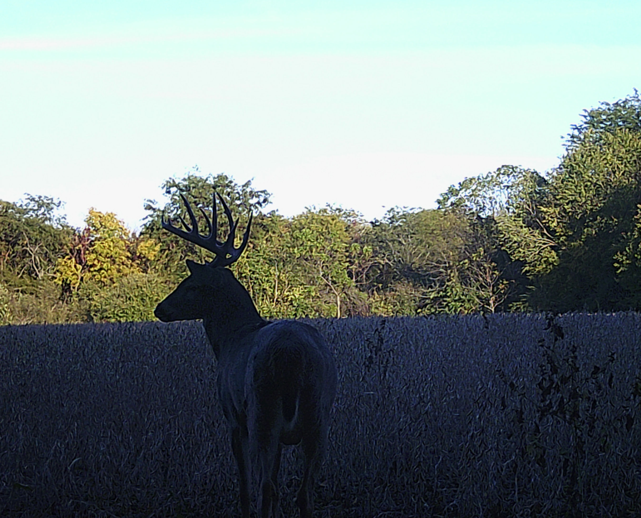 Trail Cam Photo