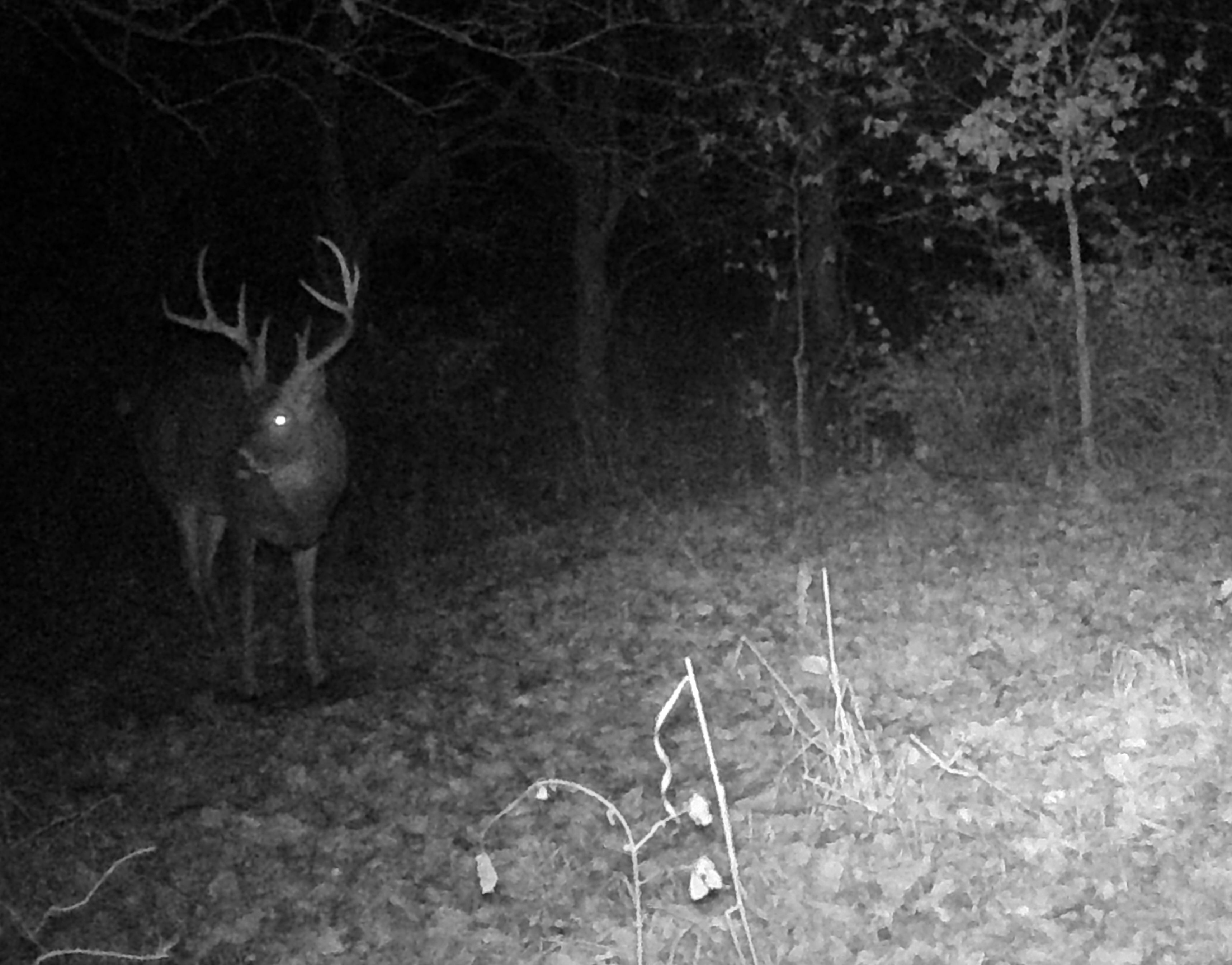 Trail Cam Photo