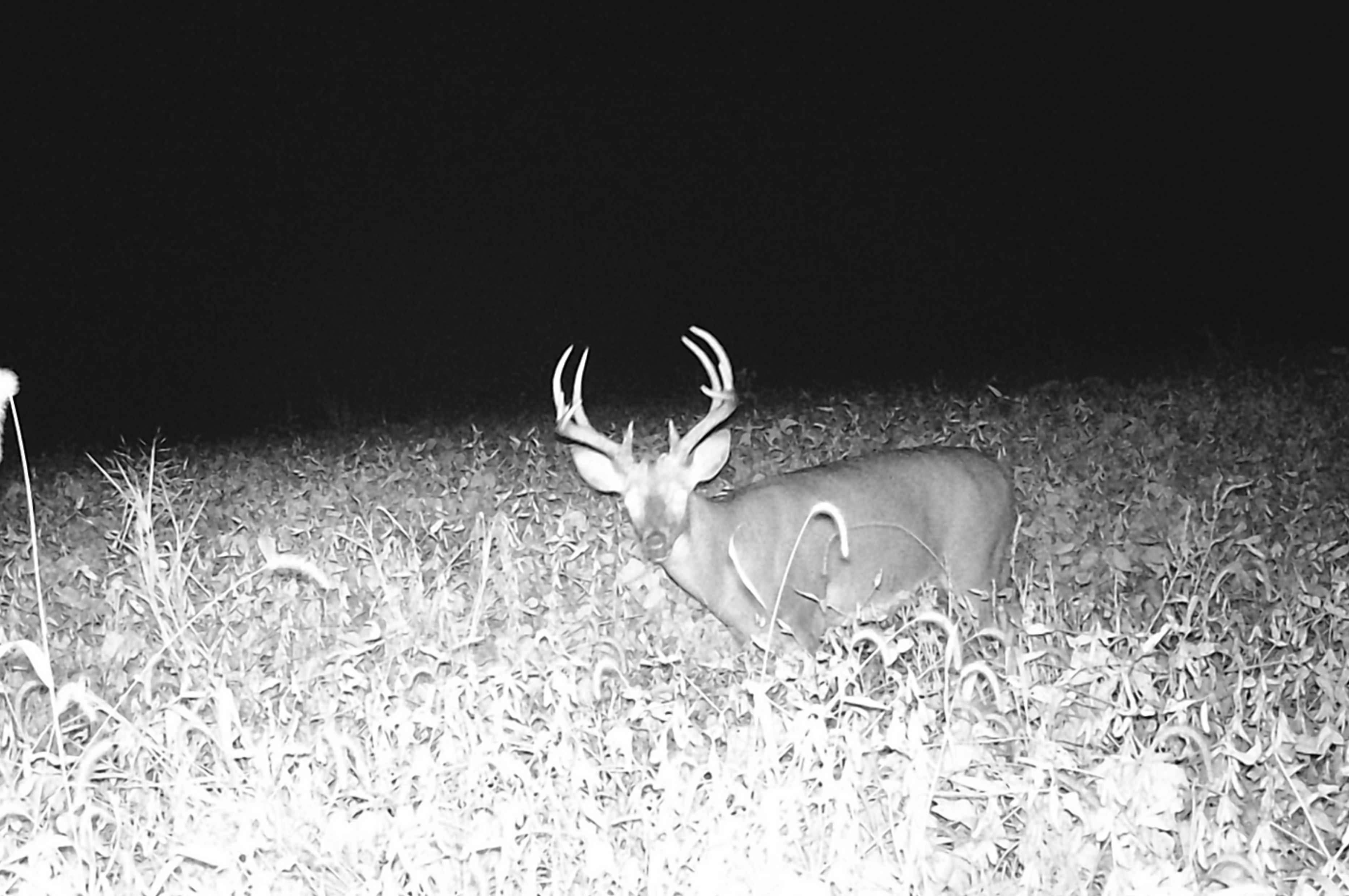 Trail Cam Photo