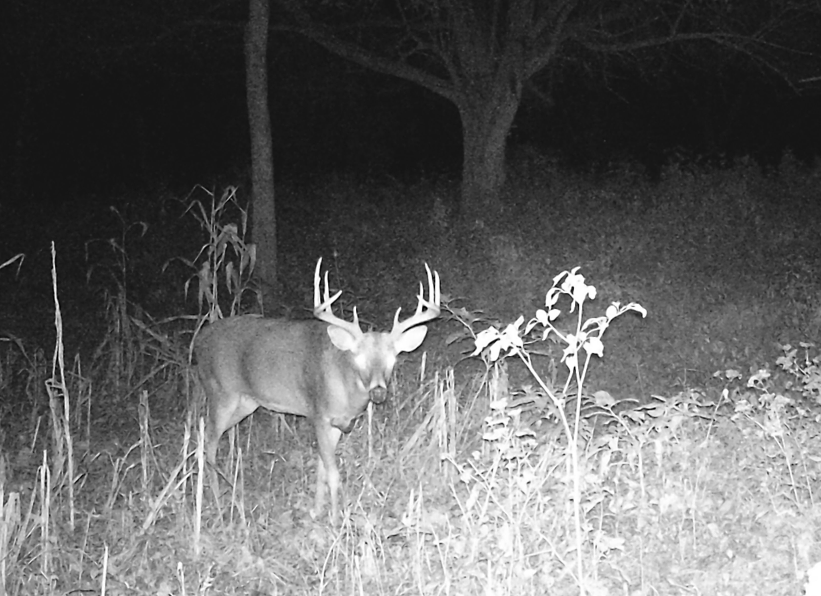 Trail Cam Photo