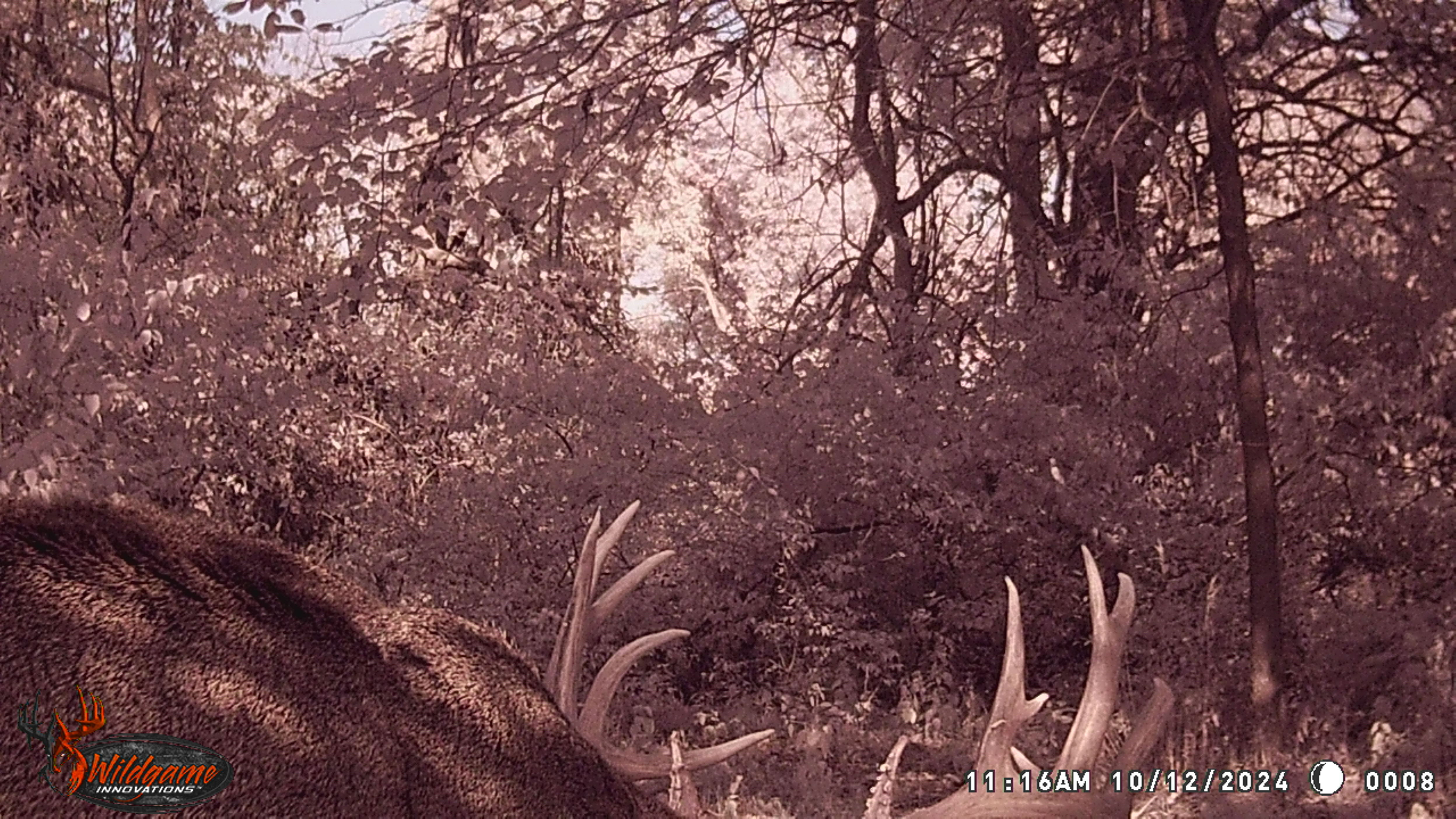 Trail Cam Photo