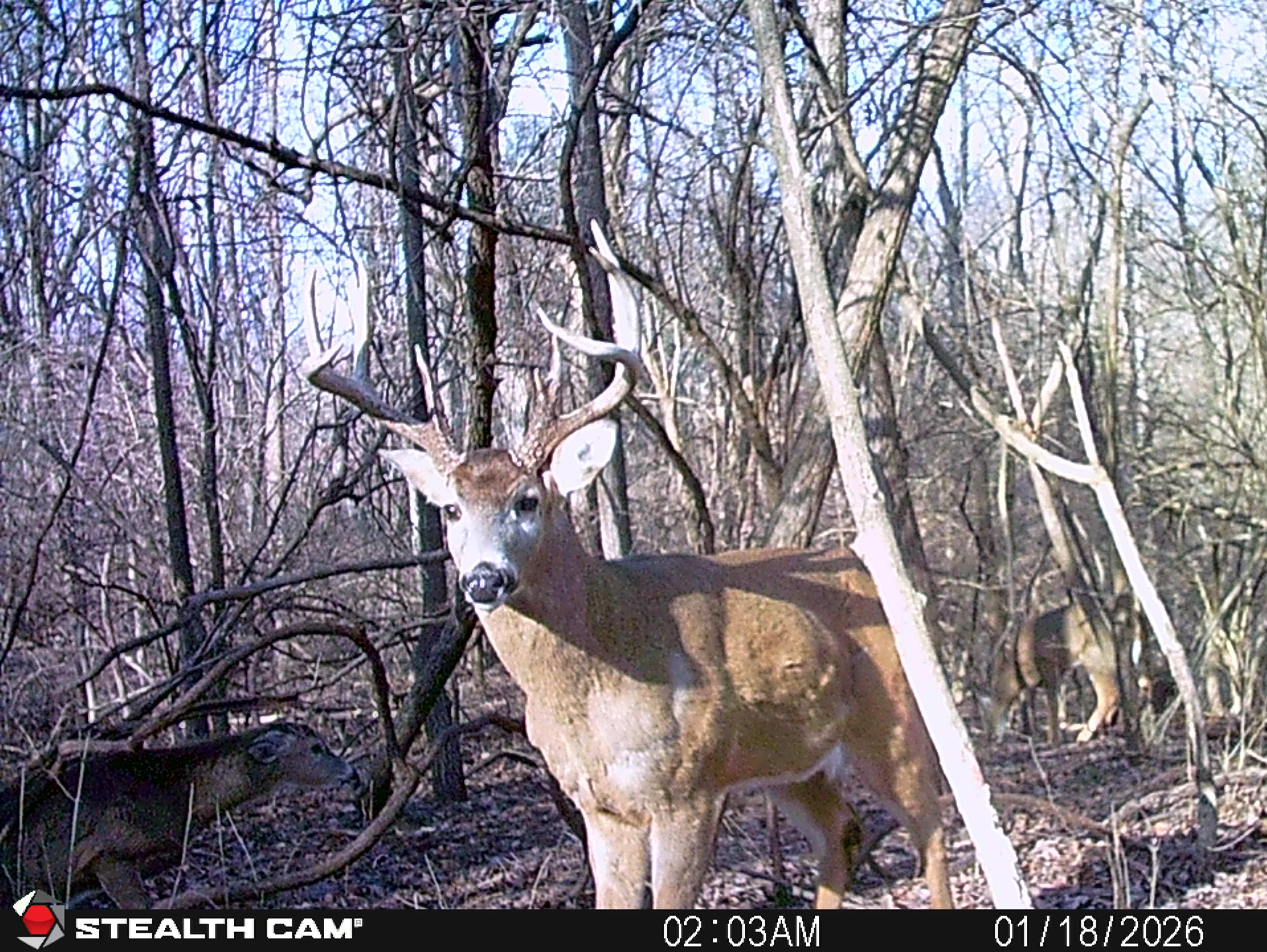 Trail Cam Photo