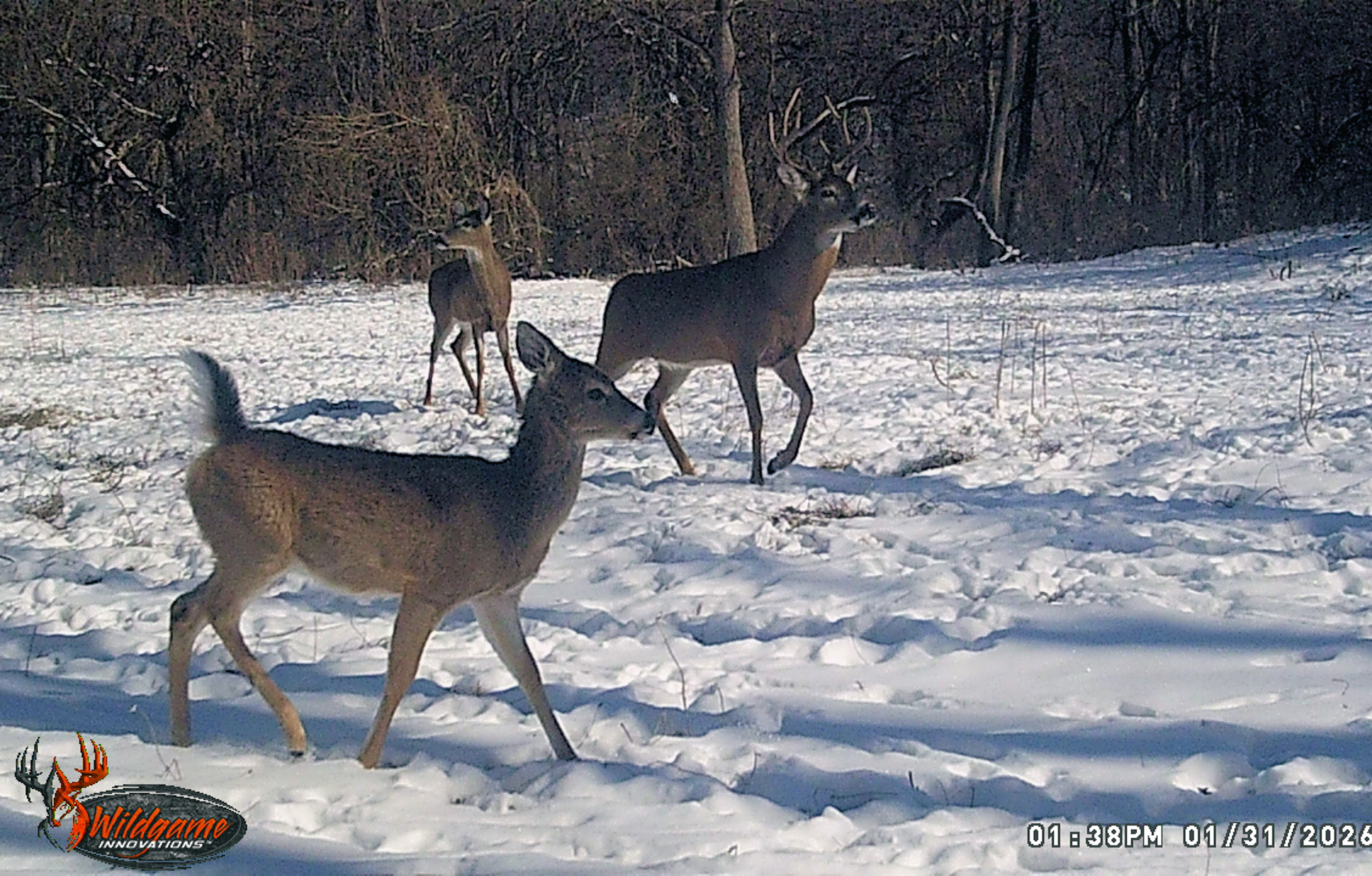 Trail Cam Photo