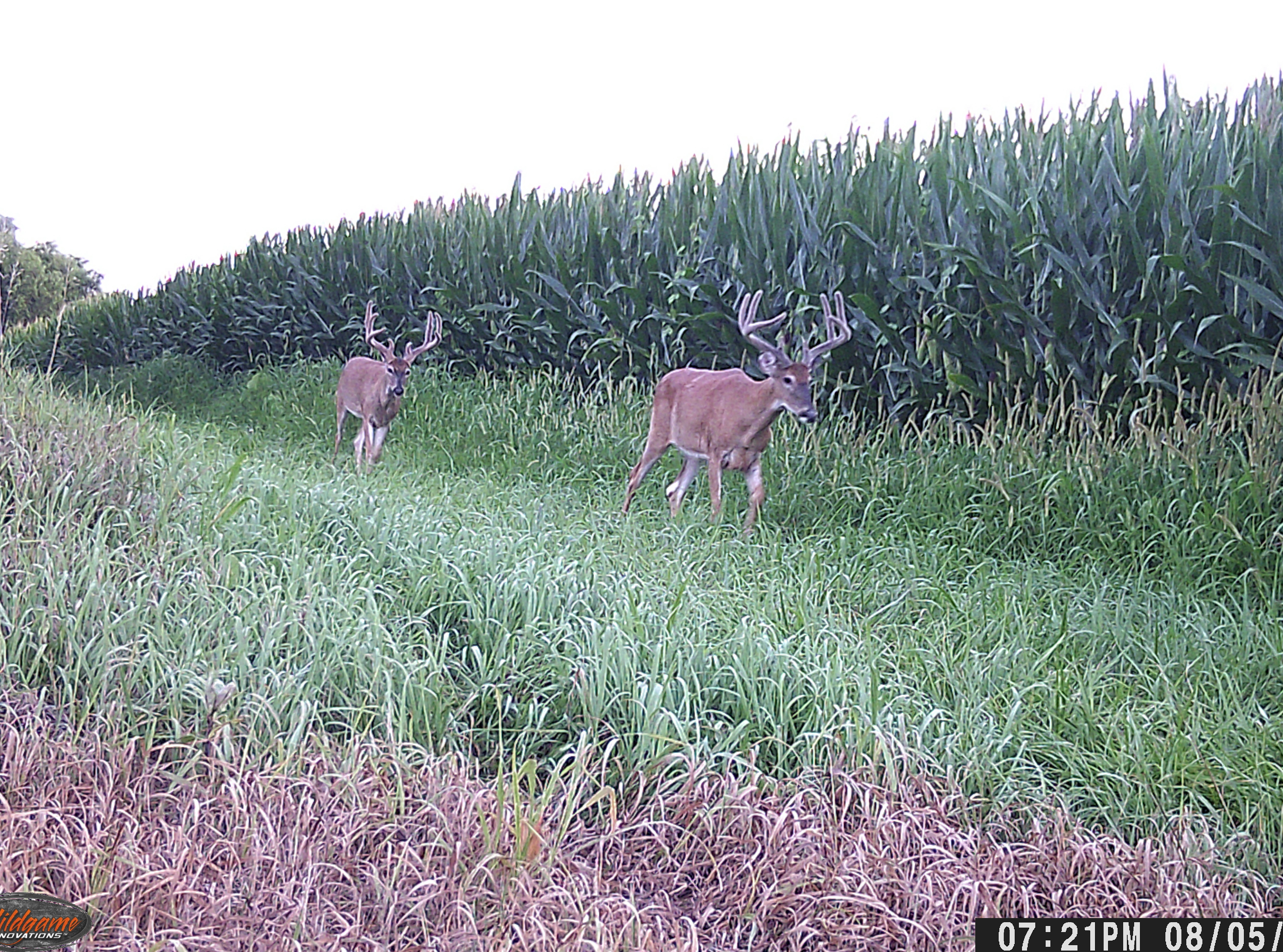 Trail Cam Photo