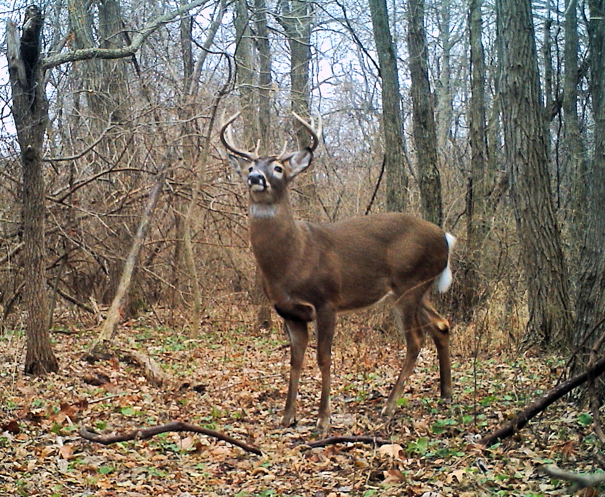 Deer